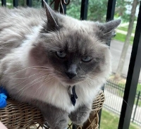 Picture for category Cat Products